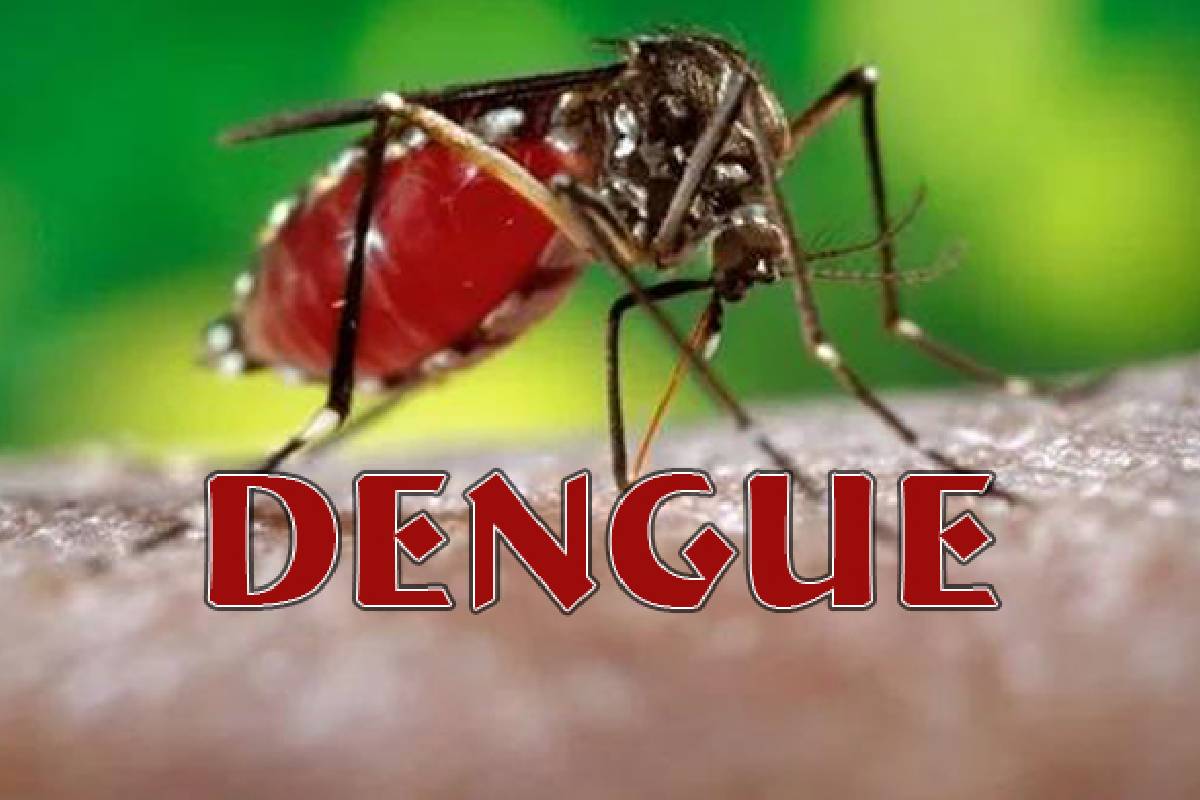 நாட்டில் டெங்கு நோயினால் உயிரிழந்தவர்களின் எண்ணிக்கை 35 ஆக உயர்வு | Dengue Death Toll Rises To 35 In Sri Lanka நாட்டில் டெங்கு நோயினால் உயிரிழந்தவர்களின் எண்ணிக்கை 35 ஆக உயர்வு | Dengue Death Toll Rises To 35 In Sri Lanka