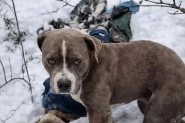 பனியில் சிக்கி உயிரிழந்த உரிமையாளர்! 4 நாட்கள் கடும்குளிரில் தவித்த வளர்ப்பு நாய்