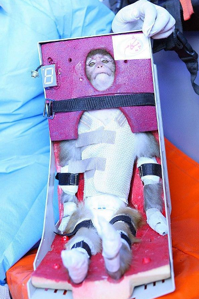 விண்கலம் மூலம் விலங்குகளை விண்ணுக்கு அனுப்பும் ஈரானின் புதிய முயற்சி | Iran S New Attempt To Send Animals Into Space