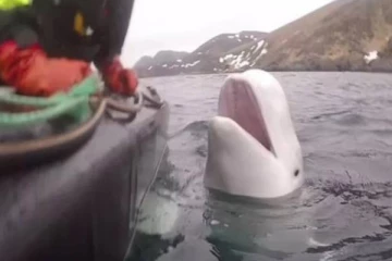 மூன்று ஆண்டுகள் பின் கடற்கரைக்கு வந்த ரஷ்ய உளவு திமிங்கலம்! பரபரப்பு