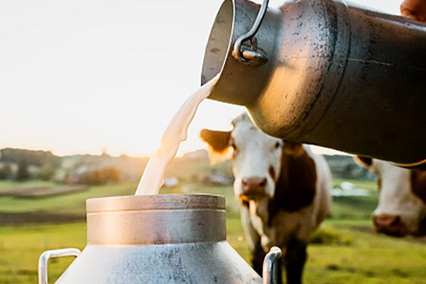 பால், இறைச்சி உற்பத்தியை அதிகரிக்க புதிய வகை கால்நடைகள் அறிமுகம்! | Introduce Species For Increase Milk Production