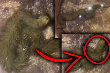 டிராகனா, பாம்பா : இணையத்தில் வைரலாகும் காணொளி