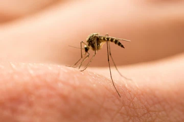 கான்பூரில் அதிகரிக்கும் ஜிகா வைரஸ் - பாதிக்கப்பட்டோர் எண்ணிக்கை 66 ஆக உயர்வு