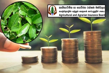 தேயிலை உற்பத்தியாளர்களுக்கு புதிய காப்பீட்டுத் திட்டம் அறிமுகம்