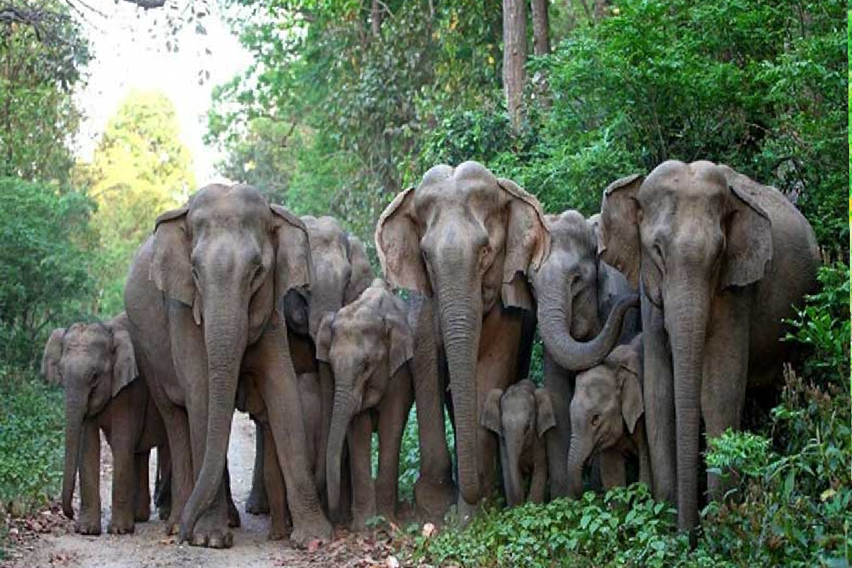 இலங்கையில் ஆண்டின் முதல் எட்டு மாதங்களில் 204 காட்டுயானைகளுக்கு நேர்ந்த கதி | 204 Wild Elephants Die In Sri Lanka Eight Months இலங்கையில் ஆண்டின் முதல் எட்டு மாதங்களில் 204 காட்டுயானைகளுக்கு நேர்ந்த கதி | 204 Wild Elephants Die In Sri Lanka Eight Months