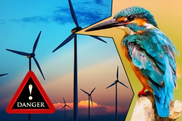 பறவைகளுக்கு ஆபத்தாக மாறும் மன்னாரில் அமைக்கப்படும் காற்றாலை மின் திட்டம்