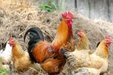 தமிழர் பகுதியில் வேலியே பயிரை மேய்ந்த கதை; முக்கியஸ்தரின்  வீட்டில் சிக்கிய களவுபோன கோழிகள்!