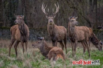 படத்தில் கூர்மையான கண் இருந்தால் ஆறாவது மானை கண்டுபிடிக்க முடியுமா?