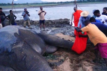 කණ්ඩලමේ හැඩකාරයාත් දිවිහැර යයි