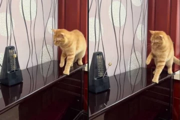 டிங் டாங் மணியோசைக்கு நடுவில் அள்ளாடும் பூனையின் உயிர் - மிரள வைக்கும் காட்சி!