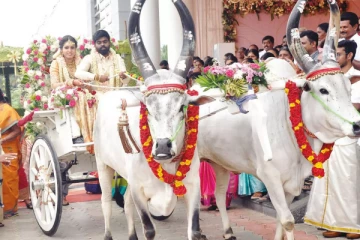 திருமணம் முடிந்த கையோடு புது மனைவியுடன் மாட்டு வண்டியில் பறந்த மணமகன்..!