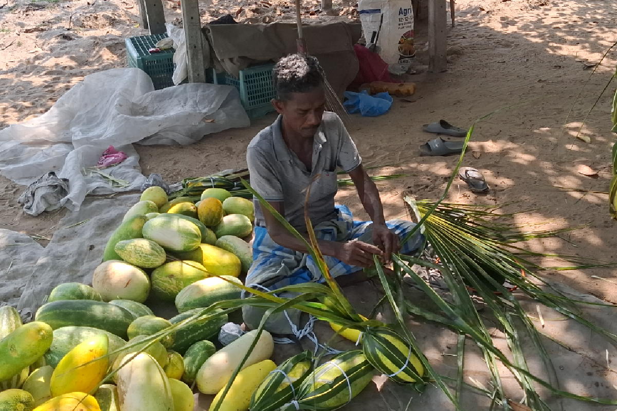 கொளுத்தும் வெயிலில் வெள்ளரி பழம் விற்பனை! | Cucumber Sales In The Scorching Sun