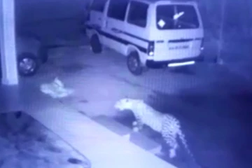 மரணத்தின் வாயிலிருந்து அதிஷ்டவசமாக தப்பிய நாய்! வைரலாகும் வீடியோ காட்சி