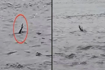 ஜாக்கிரதை! மனிதர்களை வேட்டையாட முதலைகளின் புது தந்திரம்... வைரலாகும் காணொளி