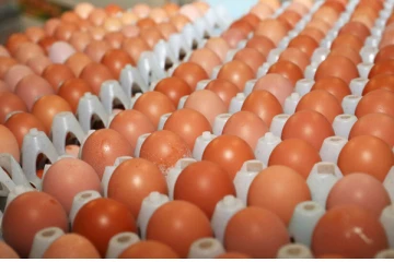 நாட்டிற்கு தேவையான 10 மில்லியன் முட்டைகள் இறக்குமதி செய்யப்பட்டுள்ளது