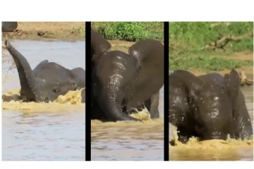 என்னா வெயிலு... குளுகுளு குளியல் போட்ட குட்டி யானை - வைரலாகும் வீடியோ