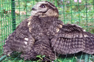 பொலிஸ் நிலையத்தில் தஞ்சமடைந்த ஆந்தை: வனஜீவராசிகள் திணைக்களத்திடம் ஒப்படைப்பு(Video)