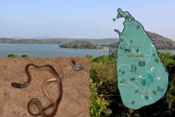இலங்கையில் கண்டுபிடிக்கப்பட்ட புதிய வகை பாம்பு இனம்