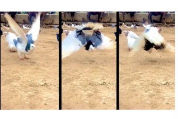 Wow... திரும்பத் திரும்ப பல்டி அடித்த புறா - வைரலாகும் ஆச்சரிய வீடியோ...!