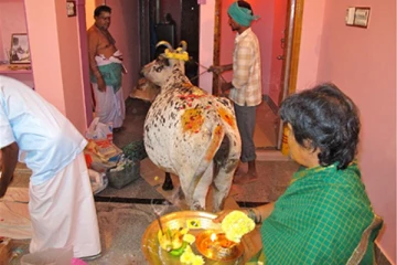 புது வீடு கட்டி குடியேறும் போது பசுவுக்கு ஏன் முக்கியத்துவம்? ஆன்மிக ரகசியம் இதோ