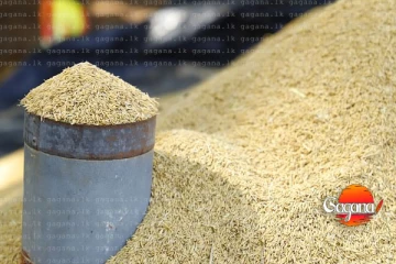 වී මිලදී ගැනීම ගැන රජයේ ස්ථාවරය මෙන්න