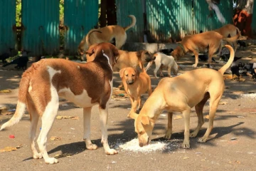 வடக்கில் கட்டாக்காலி நாய்களை கட்டுப்படுத்த அதிரடி நடவடிக்கை