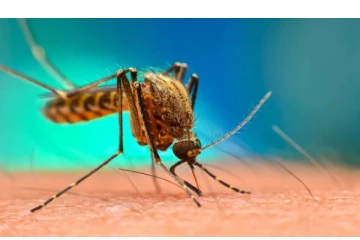 5 கொசுக்களை பிடித்துக் கொடுத்தால் பரிசு தொகை.. படையெடுக்கும் கூட்டம் -எங்கு தெரியுமா?