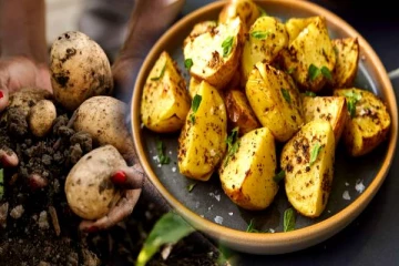 ஆன்டிஆக்ஸிடன்ட்களை வலுப்படுத்தும் உருளைகிழங்கு- தினமும் சாப்பிட்டால் என்ன பலன்?