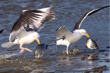 ராட்சத மீனை வேட்டையாடிய பறவை... அடுத்த நொடியில் நடந்ததைப் பாருங்க