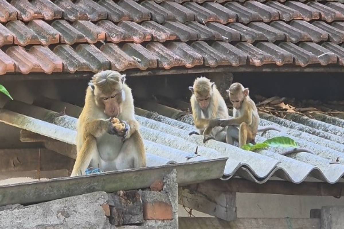 வீடுகளுக்குள் புகுந்து சேதம் விளைவிக்கும் குரங்குகள் ; மக்கள் அவசரக் கோரிக்கை | Monkeys Enter Homes And Cause Damage Urgent Plea