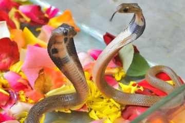 இந்த நாளில் பாம்பு உங்கள் கனவில் வருகிறதா? இது தான் காரணம்