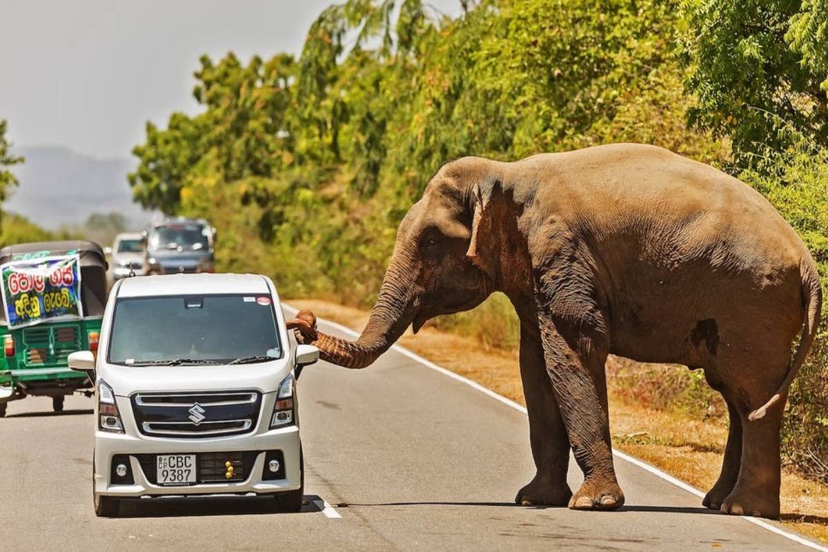 காட்டு யானைகளுக்கு உணவு வழங்கினால் வழக்கு ; வனஜீவராசிகள் திணைக்களம் எச்சரிக்கை | Case To Be Filed Feeding Wild Elephants Wildlife காட்டு யானைகளுக்கு உணவு வழங்கினால் வழக்கு ; வனஜீவராசிகள் திணைக்களம் எச்சரிக்கை | Case To Be Filed Feeding Wild Elephants Wildlife