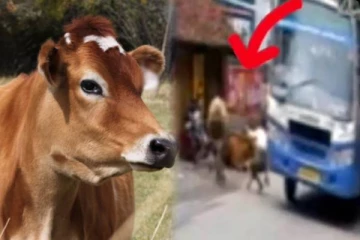 முட்ட வந்த மாடு.. பயந்து பேருந்து சக்கரத்தில் சிக்கிய நபர் - உயிரிழந்த சோகம்!