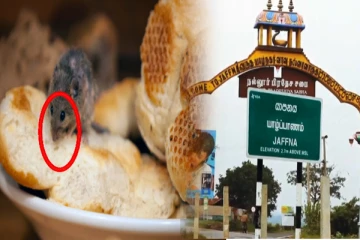 யாழில் எலி கடித்த உணவு விற்பனை - திடீர் பரிசோதனையில் சிக்கிய உரிமையாளர்