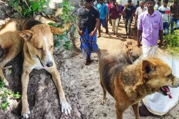தமிழர் பகுதியில் நடந்த கண்கலங்க வைக்கும் சம்பவம்! மனிதர்களை மிஞ்சிய நாயின் பாசம்(Video)