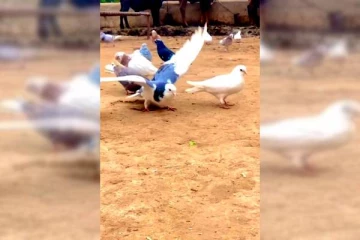 இணையவாசிகளை அலற விட்ட புறா! சுழண்டு சுழண்டு பல்டி அடிக்கும் காட்சி