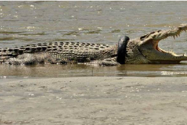 கழுத்தில் டயரோடு 6 ஆண்டுகள் அவதிப்பட்ட முதலை | Crocodile Suffering For 6 Years With A Tire