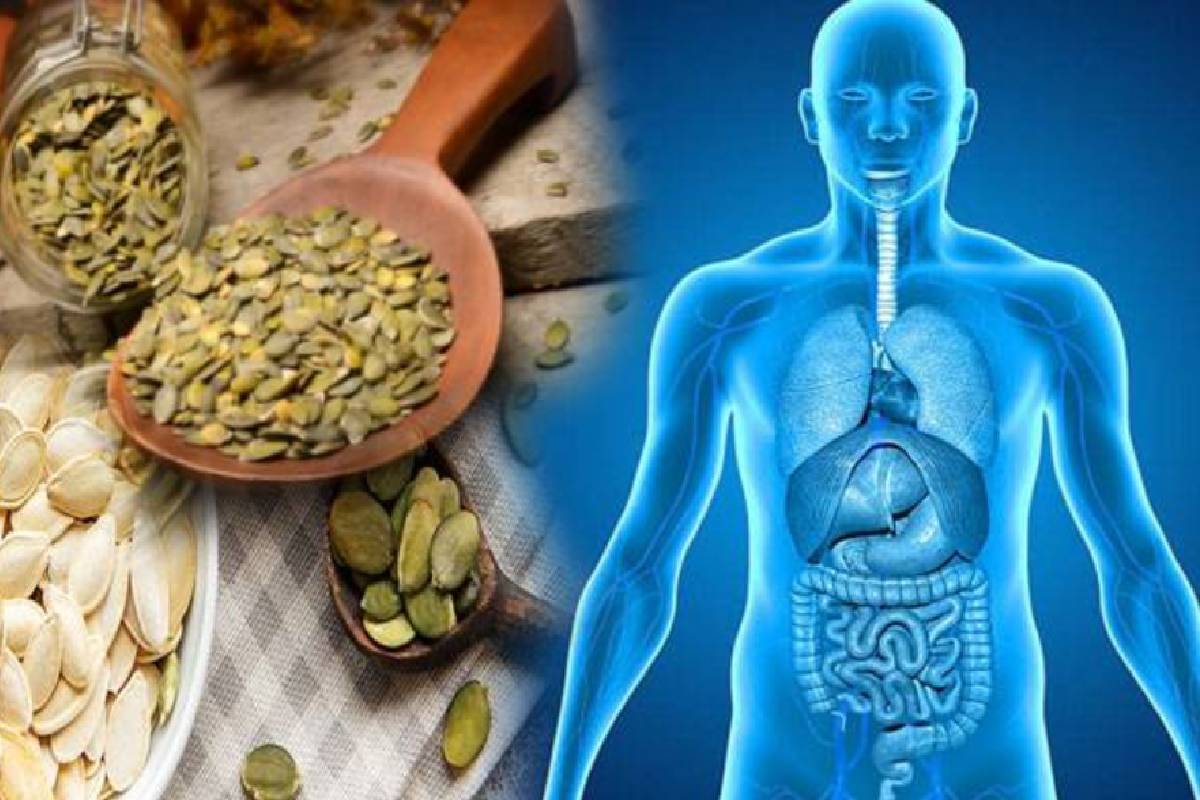 தினமும் ஒரு கையளவு பூசணி விதைகள் - இந்த ஆரோக்கிய பிரச்சினைகள் வரவே வராது! | Health Benefits Of Eating Pumpkin Seeds Daily தினமும் ஒரு கையளவு பூசணி விதைகள் - இந்த ஆரோக்கிய பிரச்சினைகள் வரவே வராது! | Health Benefits Of Eating Pumpkin Seeds Daily