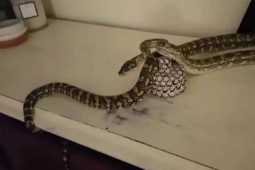 பாம்பை வீட்டில் வளர்க்க நினைத்தவருக்கு காத்திருந்த அதிர்ச்சி!