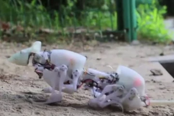 மீட்பு,தேடுதல் பணிகளுக்காக களமிறங்கும் ரோபோ எலிகள்!