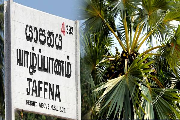 யாழில் அழிக்கப்படும் பனை மரங்கள்: பொதுமக்கள் குற்றச்சாட்டு | Palm Trees Being Destroyed In Jaffna