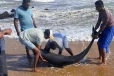 இலங்கையின் கடற்கரையில் கரை ஒதுங்கும் டொல்பின்கள்!