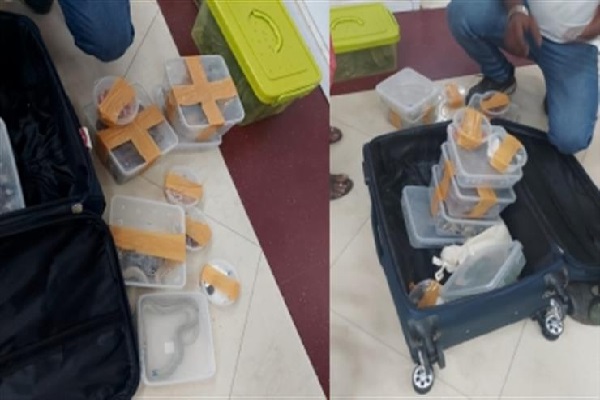 22 பாம்புகளுடன் விமான நிலையத்தில் கைதான பெண் | Woman Arrest Snakes At Chennai Airport
