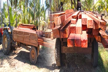 யாழில் சட்டவிரோதமாக பலகைகளை கடத்த முற்பட்ட ஒருவர் கைது