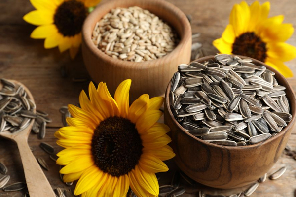 சூரியகாந்தி விதையை நிறைய சாப்பிட்டா இந்த ஆபத்தெல்லாம் வரும்! மனநலம் பாதிக்கவும் வாய்ப்பு இருக்கு? | Sunflower Seeds Side Effects