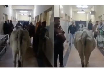 அரசு மருத்துவமனையில் நுழைந்து ஜாலியாக சுற்றி திரிந்த பசு - ஷாக்கான நோயாளிகள்...!