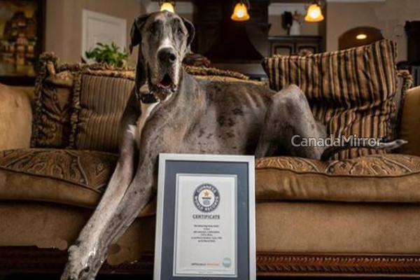கின்னஸ் சாதனை படைத்த நாய் பரிதாபமாக உயிரிழப்பு! சோக சம்பவம் | Guinness Record Holder Dog Zeus Died Pneumonia