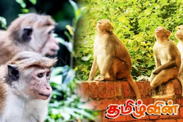 பயிர்களை சேதப்படுத்தும் குரங்குகளை கட்டுப்படுத்த விசேட நடவடிக்கை