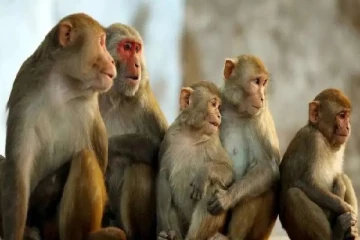 சீனாவிற்கு செல்லும் இலங்கையின் ஒரு இலட்சம் குரங்குகள்