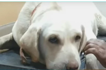 மக்களின் இந்த செயலால் மாஸ்கை விழுங்கிய நாய் - உயிரை காப்பாற்றிய மருத்துவர்!